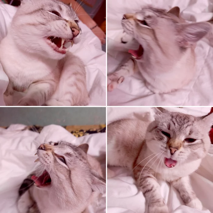 Photogenic - My, cat, Kittens, Pets, Yawn, Throat, To fall