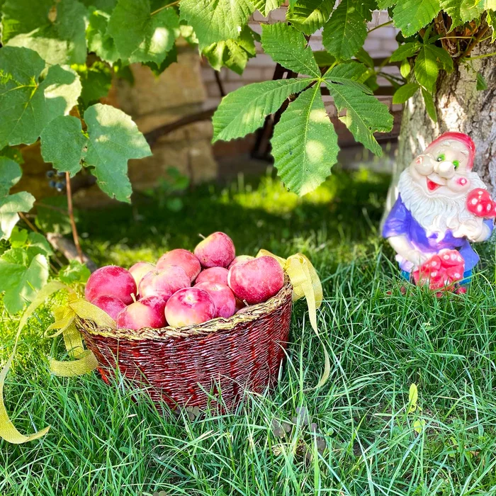 It's good in the countryside in summer... Photopost. - My, Village, Harvest, Raspberries, Apricot, Grape, Apples, Corn, Selfie, Nature, Organic products, Фрукты, Longpost, Orenburg region