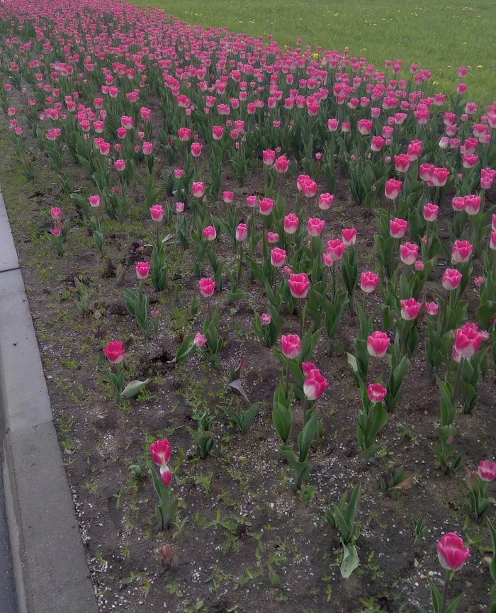 Tulips near the subway - My, Moscow, Flowers, Tulips, Redneck, Vandalism, Longpost