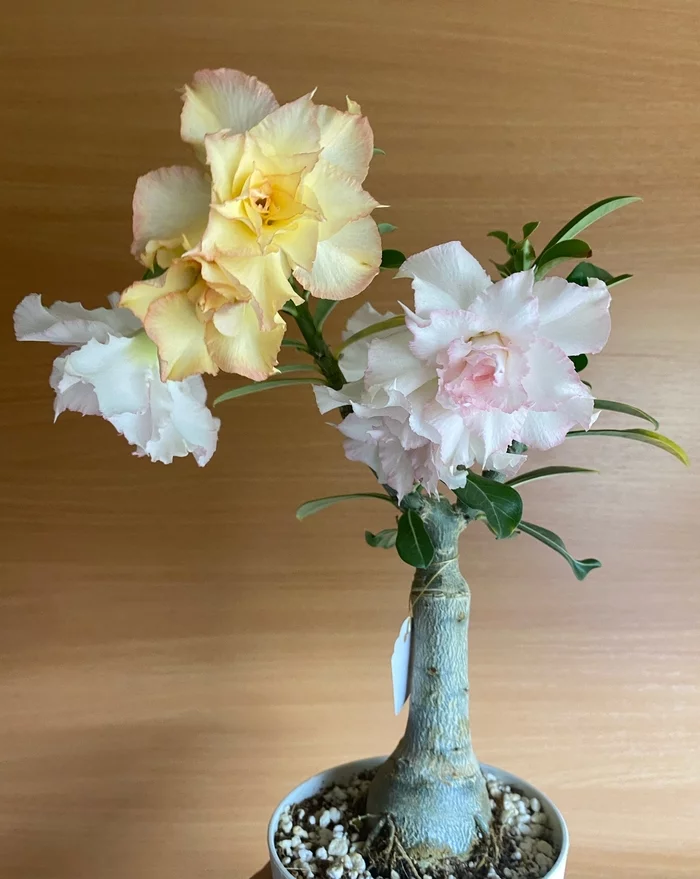 Again adenium) - My, Adenium, Flowers, Houseplants, Longpost