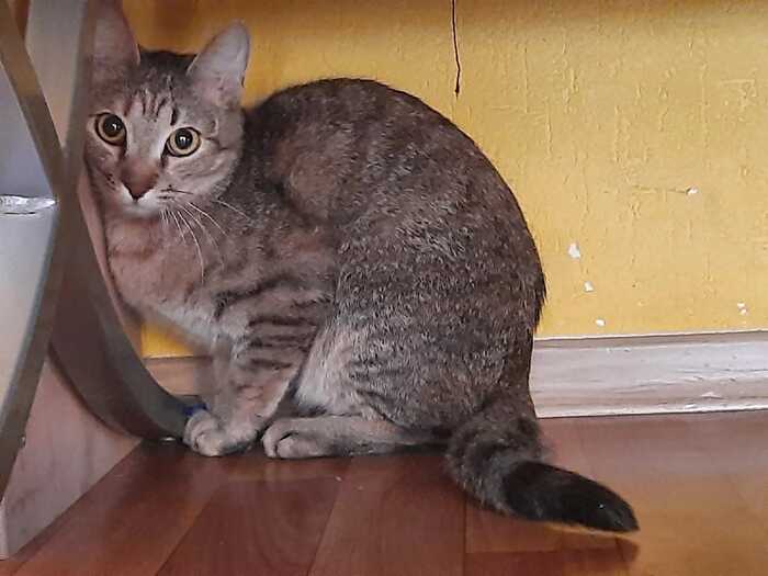 Котику нужен хозяин)