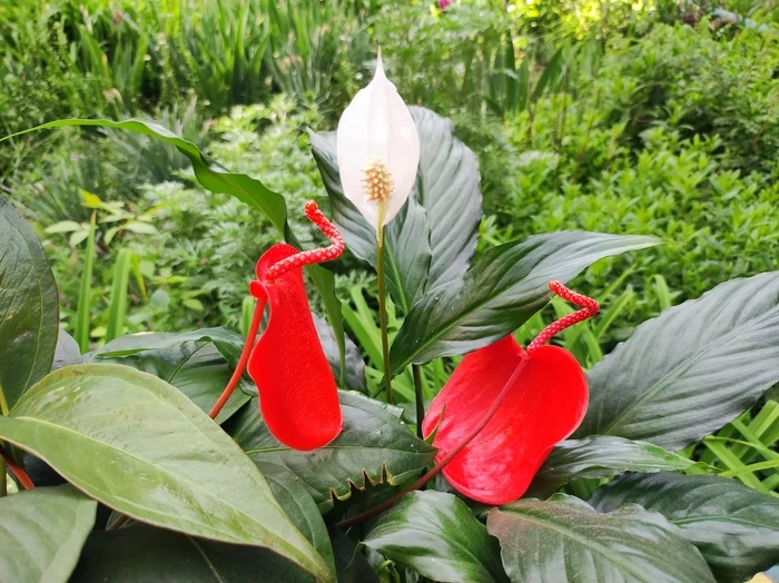 This is what happiness looks like - My, Anthurium, Spathiphyllum, Flowers, Happiness