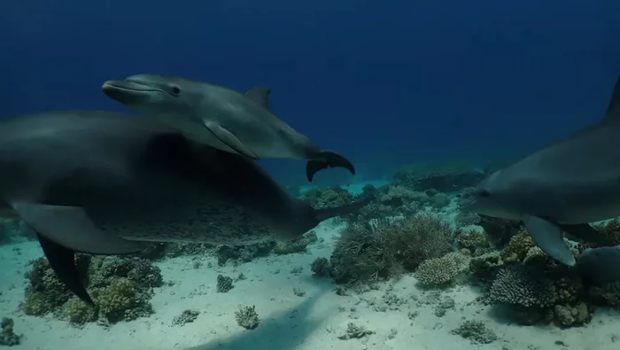 Why do dolphins rub against corals - Dolphin, Coral, Red sea, Scratching, Bottlenose dolphin, Scientists, Marine life, Leather, Treatment, Research, Biology, Video, Youtube, Longpost