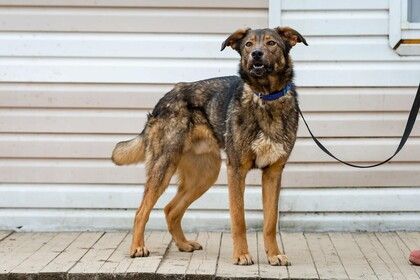 Lucien. Mirror eyes and a puppy's sense of self. And still no one... - My, The rescue, Animal Rescue, Help, In good hands, Shelter, Animal shelter, Homeless animals, Dog, The strength of the Peekaboo, Longpost, No rating