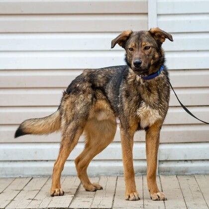 Lucien. Mirror eyes and a puppy's sense of self. And still no one... - My, The rescue, Animal Rescue, Help, In good hands, Shelter, Animal shelter, Homeless animals, Dog, The strength of the Peekaboo, Longpost, No rating