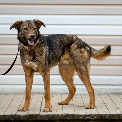 Lucien. Mirror eyes and a puppy's sense of self. And still no one... - My, The rescue, Animal Rescue, Help, In good hands, Shelter, Animal shelter, Homeless animals, Dog, The strength of the Peekaboo, Longpost, No rating