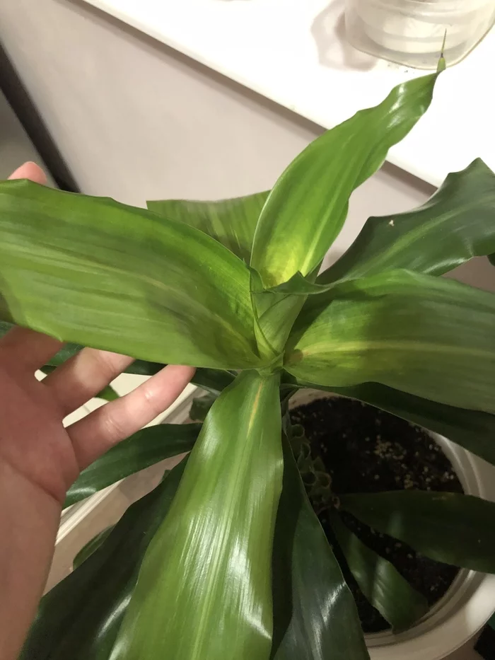 Dracaena got sick - My, Flowers, Dracaena, Houseplants, Need advice