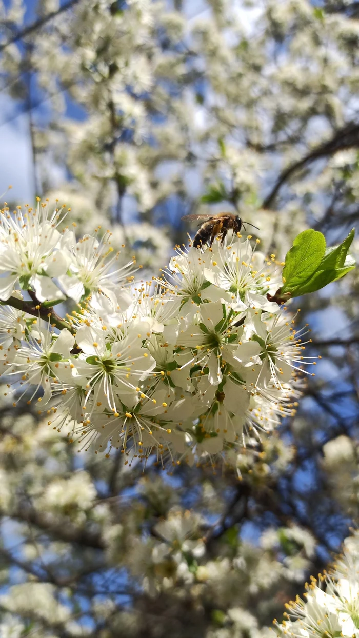 Reply to the post Bumblebee - My, Bumblebee, Mobile photography, Flowers, Bees, Spring, Reply to post