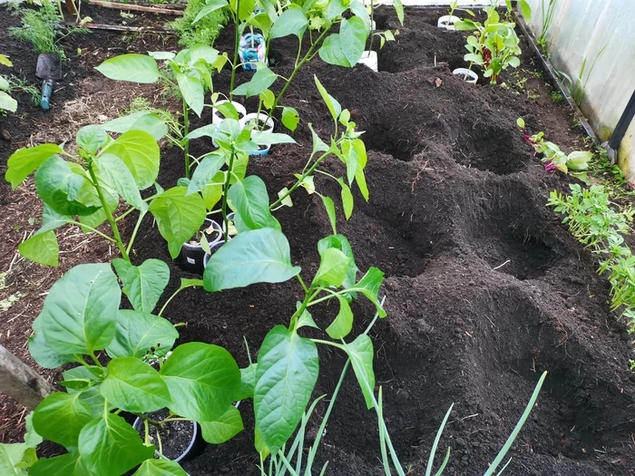 Tomatoes planted in a greenhouse without dancing with tambourines - My, Tomatoes, Seedling, Greenhouse, Garden, Plants, Garden, Pepper, Video, Youtube