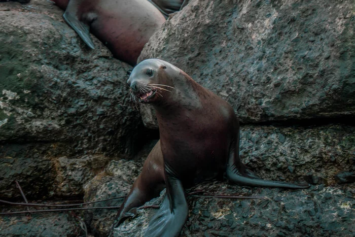 Is there a fish? - My, Sea lions, Wild animals, Animals, Sea, The photo