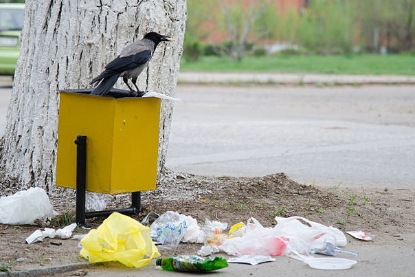 Сложно попасть в урну? - Мусор, Ворона, Город