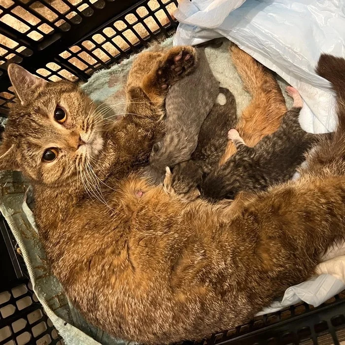 An abandoned British cat with kittens was adopted at the enterprise, but it is dangerous for a cat family to stay there. - My, cat, Kittens, No rating, Homeless animals, Helping animals, Animal Rescue, In good hands, Help, Kindness, Good deeds, Fluffy, Volunteering, Animals, Pets, Longpost, Saint Petersburg, Leningrad region