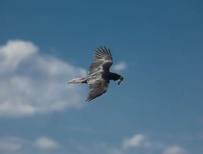 Corvus Corrax and a piece of Lorgar - My, Birds, Photo hunting, Nature, Ornithology, beauty of nature, Predator birds, Hobby, LPR, Donbass, Crow