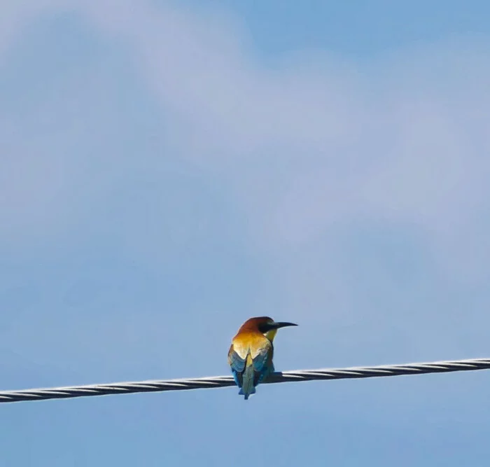 golden bee-eater - My, Birds, Nature, Photo hunting, Ornithology, Hobby, The photo, Vacation, LPR, Donbass, May, Spring, Longpost