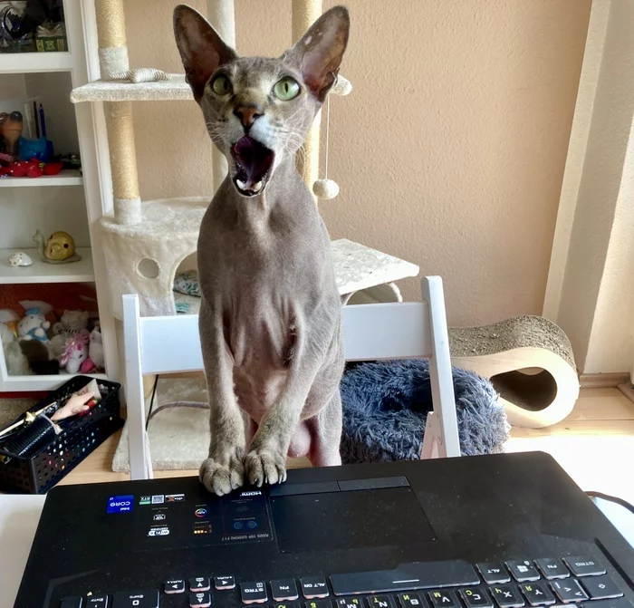 About the resort cat - My, Sphinx, cat, Don Sphynx, The photo, Balcony, Text, Longpost