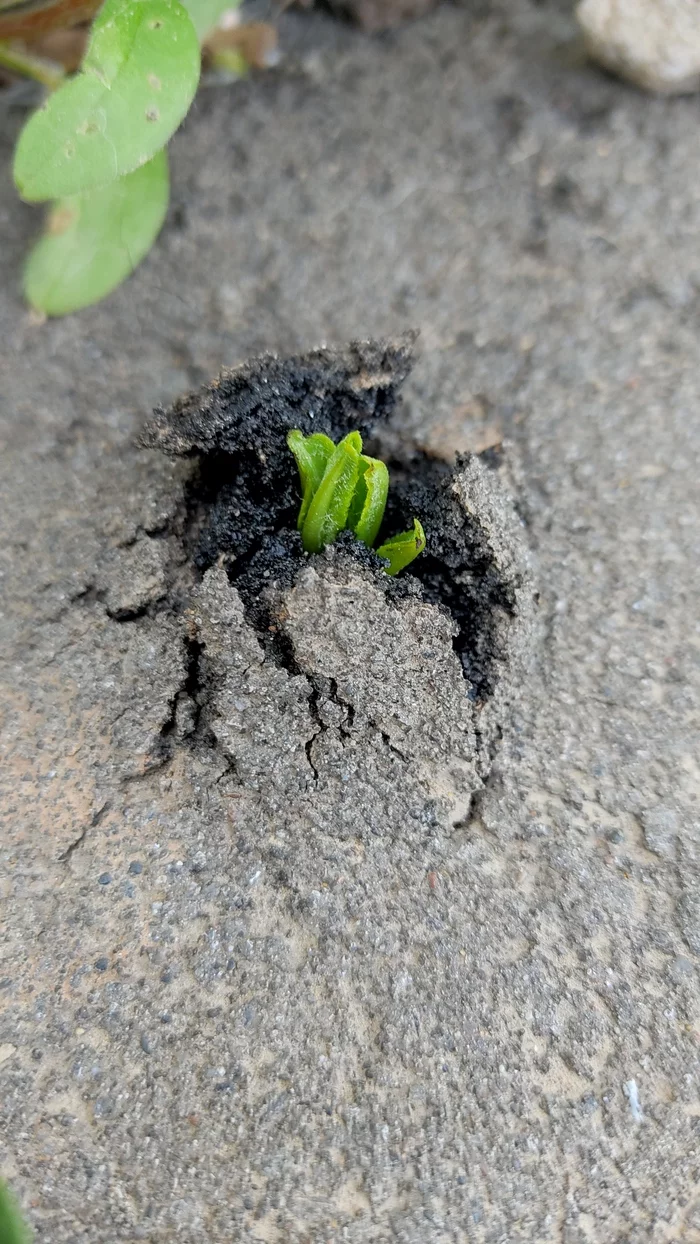 Power of nature - Grass, Nature, Power of nature, Longpost