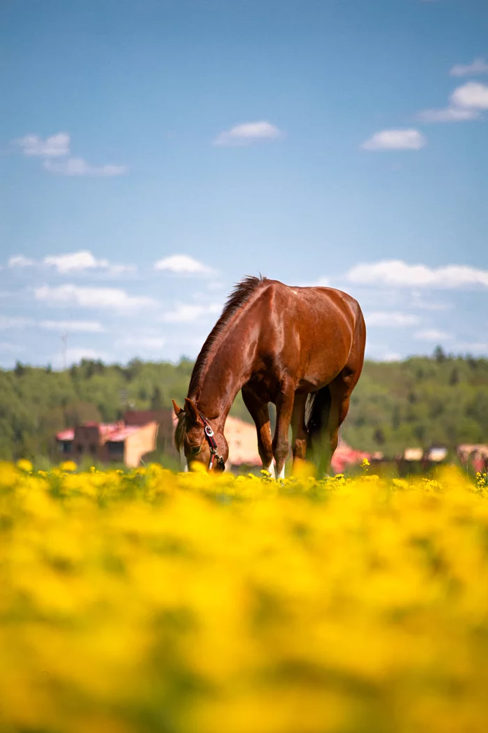 horse in dandelions - My, Horses, Dandelion, Field, Stable, Horseback riding, Sky, Clouds, The photo