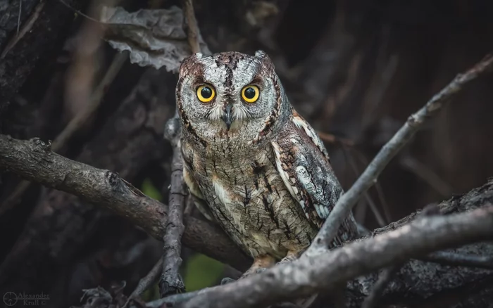 These eyes are opposite - Scops owl, Owls, Birds, beauty of nature, The photo