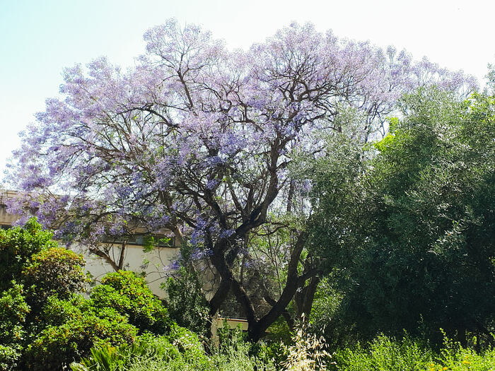 Jacaranda in all its glory - My, Mobile photography, The photo, Plants, Bloom