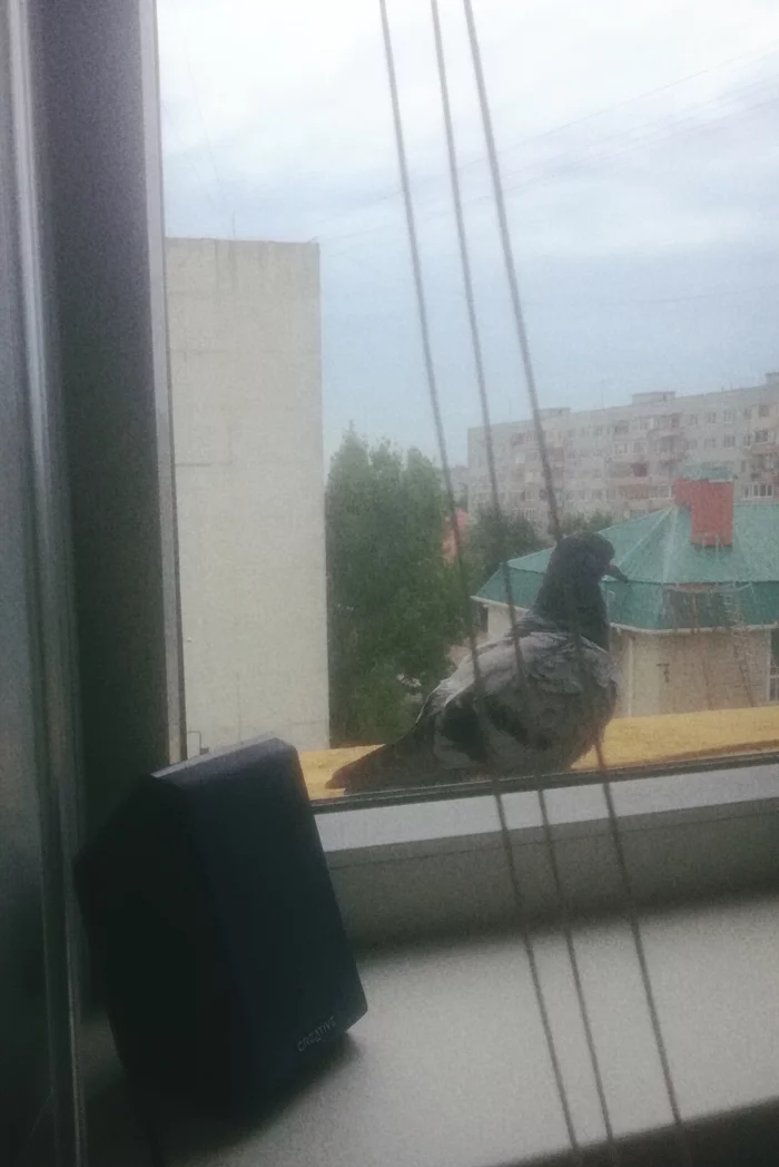 bird outside the window - My, Poetry, Lyrics, Poems, Pigeon, Longpost