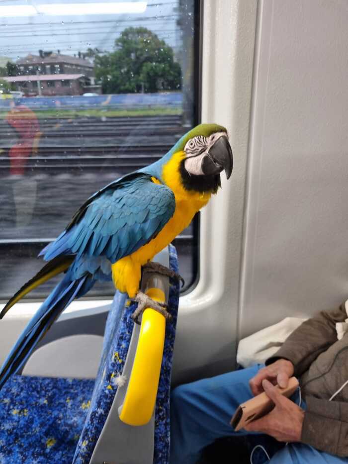 Just a parrot on the Sydney subway - Milota, Australia, A parrot