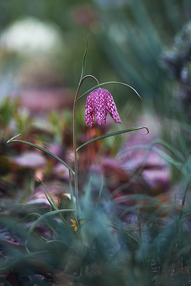 Spring in the Botanical Garden. - My, Town, The photo, Spring, Botanical Garden, Flowers, The park, Longpost