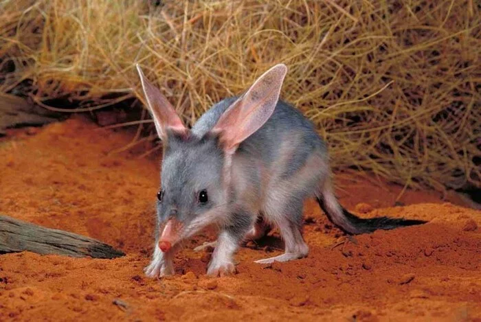 rabbit bandicoots - Animals, Amazing, Nature, Bandicoot