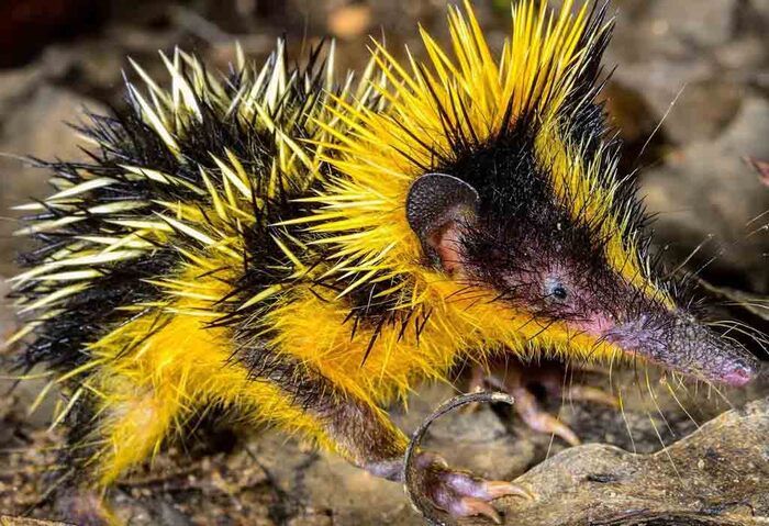 striped tenrec - Animals, Amazing, Nature, Tenrek, Striped tenrec