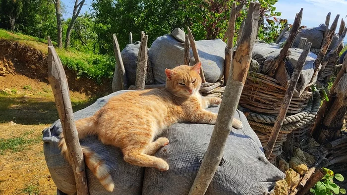 Resident of the Malakhov Kurgan Museum - My, cat, Crimea, Malakhov Kurgan, Sevastopol