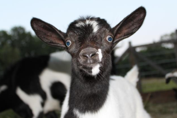 swooning goats - Animals, Amazing, Nature, starship, Longpost