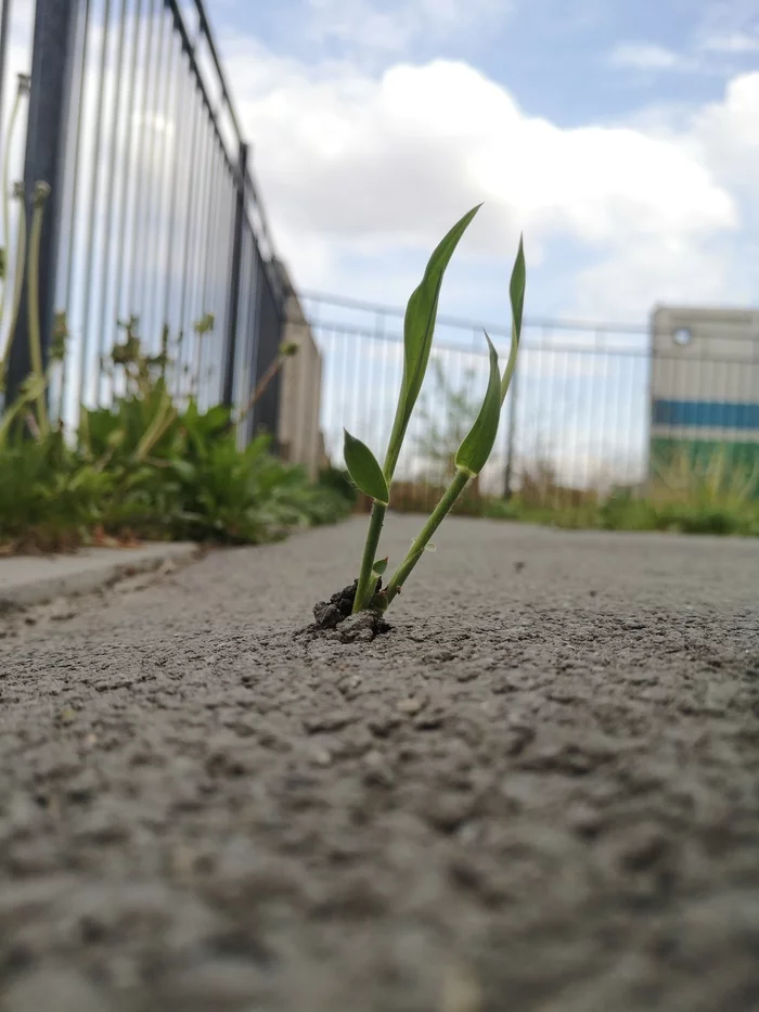 I spit your urbanization on a sprout - My, Nature, Plants, The photo