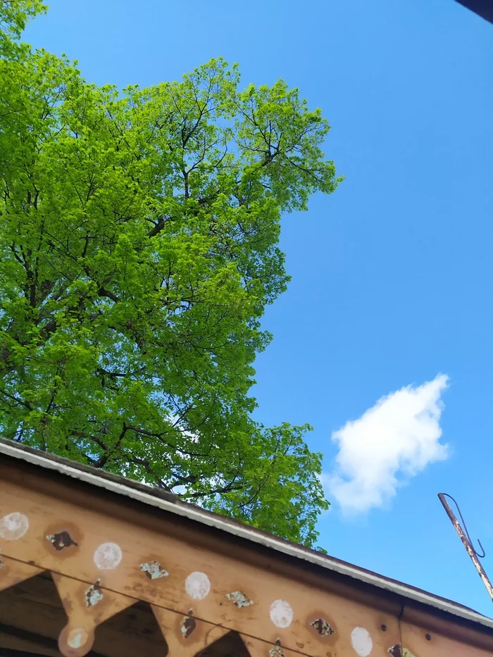 country colors - My, Dacha, Flowers, Linden, Currant, Spring, Longpost