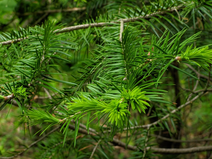 Свежие иголочки