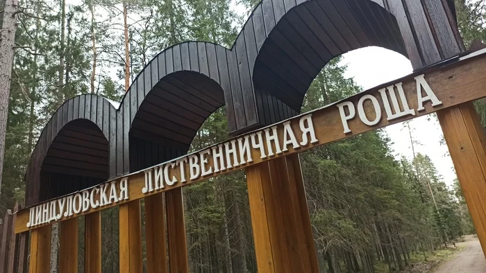 Hiking story #1: Eco route Larch Grove - My, Lindulovskaya grove, Tourism, Hiking, Tracking, Nature, Leningrad region, Pa, Longpost
