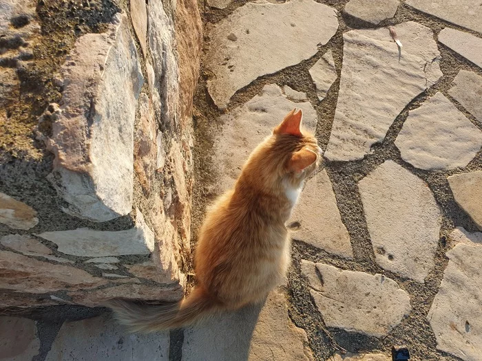 PhotoList's answer to Cats of Bangkok - My, Mobile photography, cat, Cyprus, Reply to post, Longpost