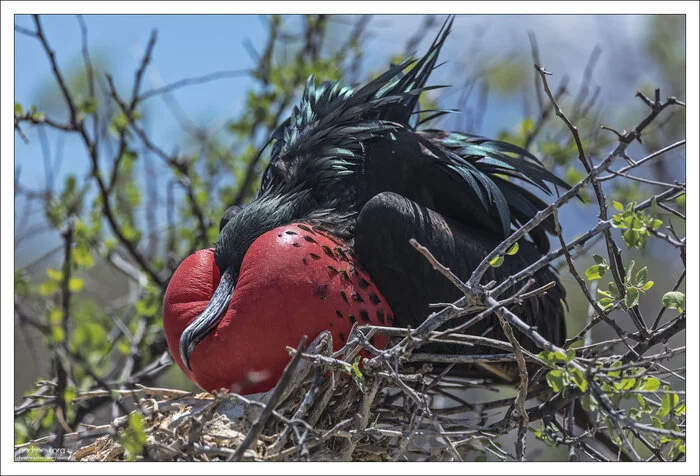 Frigate Magnificent (Galapagos) - My, Frigatebirds, Frigate, Galapagos Islands, The photo, Birds, Bird watching, Island, Ecuador, South America, Longpost