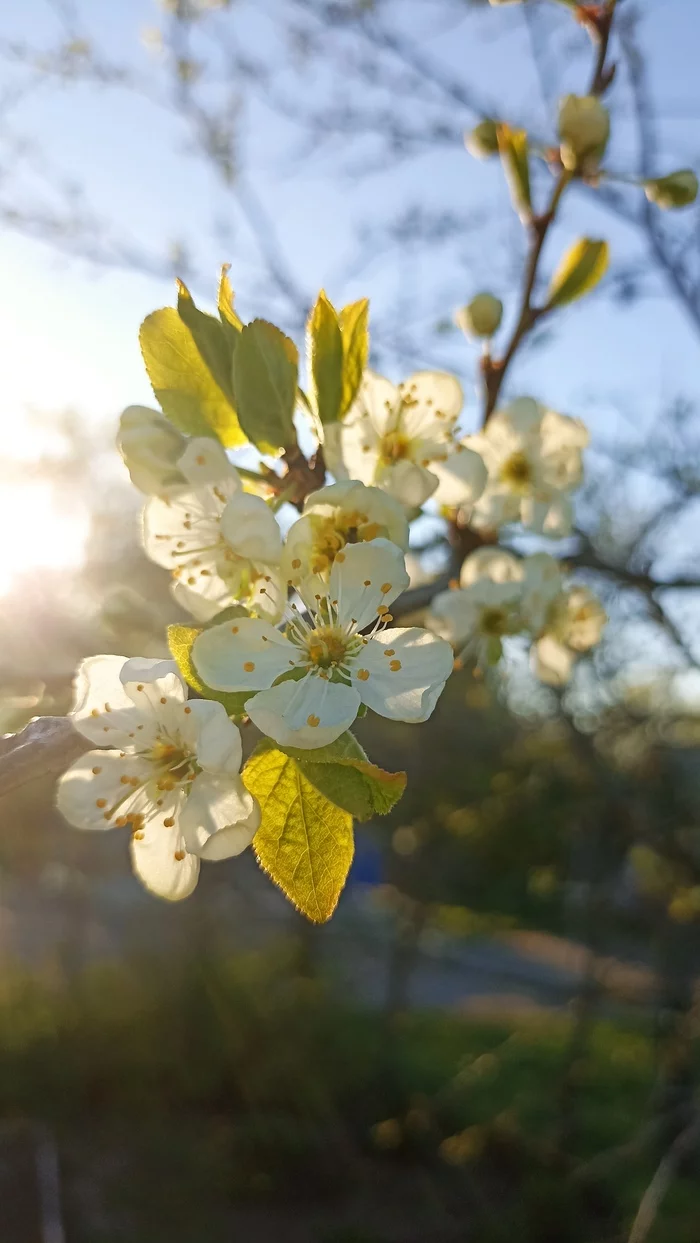 Flowering, part 2 - My, Daffodils flowers, Plum, Garden, Pear, Bird cherry, Longpost