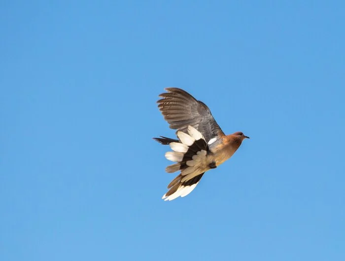 Flight, maneuvering, braking - My, Animals, Birds, The photo, Flight, Feathers, Wings, Tail