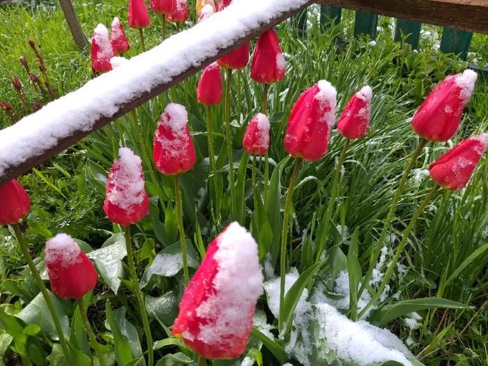 Such a snowfall has not been remembered for a long time by these places. - My, Village, Garden, Garden, The nature of Russia, beauty of nature, Snow