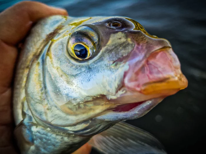 How to catch a bream on spinning. - My, Fishing, A fish, Mormyshka, Bream, Roach, Microjig, Spinning, Video, Youtube, Longpost, Video blog