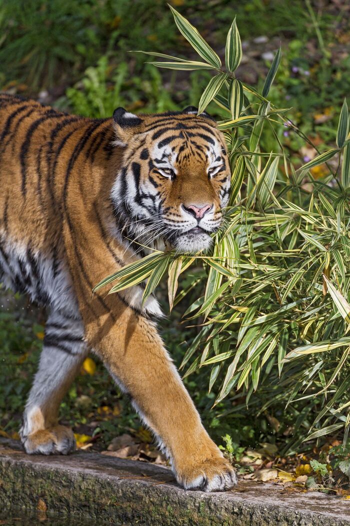 Amur tiger - Endangered species, Tiger, Amur tiger, Big cats, Cat family, Predatory animals, Wild animals, Zoo, The photo, Longpost