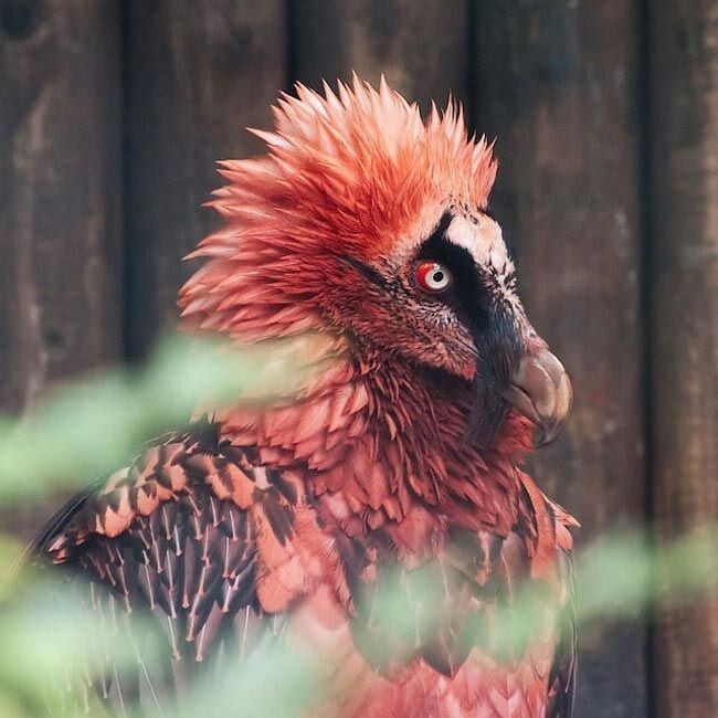 bearded man - Animals, Amazing, Nature