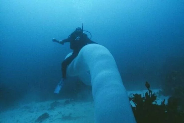 Swim on horseback - Sea, Diver, Worm, On horseback, The photo