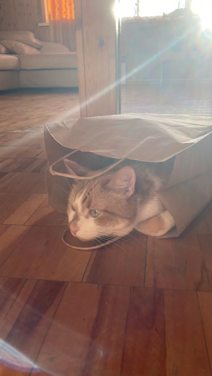 cat in a bag - My, cat, Cat in a poke, Package