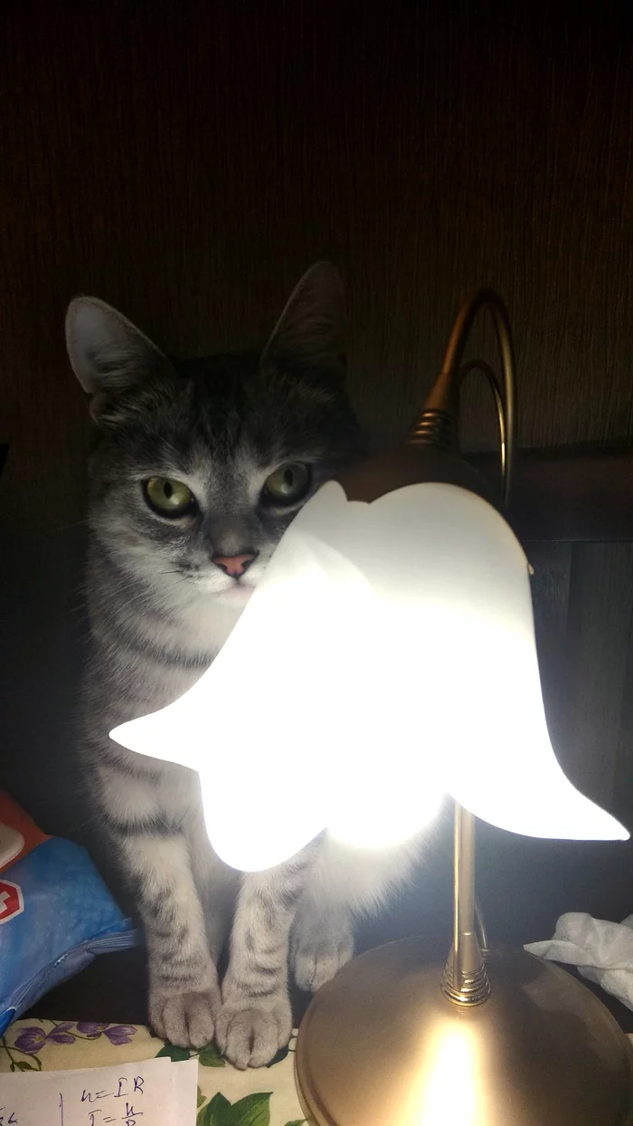 cat lamp - My, cat, Лампа, Desk lamp