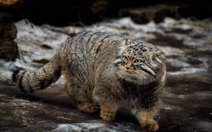 manul - Pallas' cat, Wild animals, The photo, Cat family, Small cats, Predatory animals