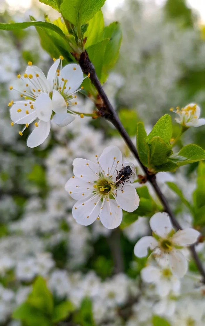 bug on a flower - My, Жуки, Flowers, Bloom, beauty of nature, Mobile photography