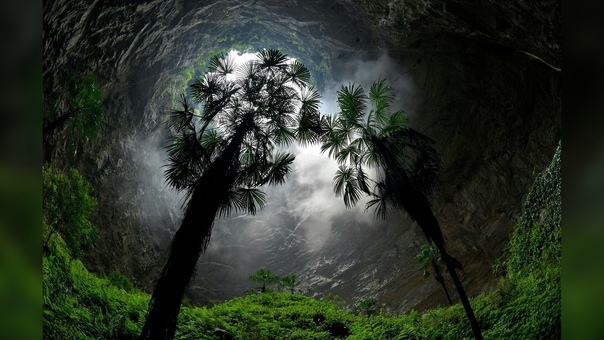 Giant funnel with an ancient forest at the bottom - My, Nature, China, Plants, Biology, Botany, Karst Sinkhole, Interesting, Longpost