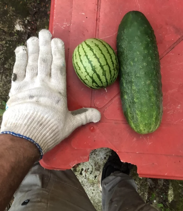 Mega harvest 2021. Watermelon and cucumber - My, Dacha, Garden, Village, Garden, Cucumbers, Watermelon, Longpost
