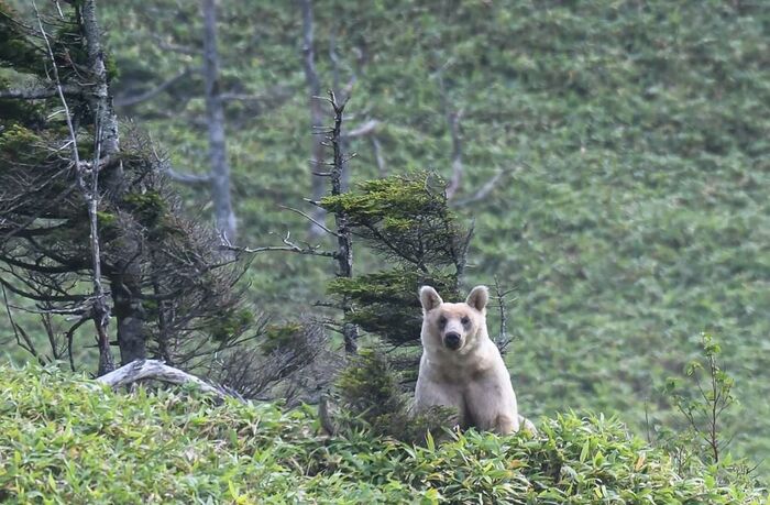 Pale bears - a feature of the Kuril Islands - Sakhalin, The Bears, Дальний Восток, Kurile Islands, South Kurils, Longpost